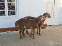 Widder, Arashan sheep — Foto 4
