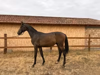 Hengst, Hungarian horse breed — Foto 2