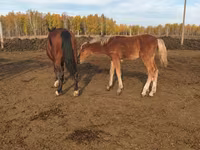 Klisna, Koně — foto 1