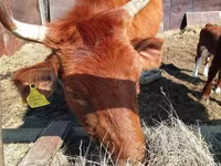 Ko, Latvian Blue cattle — foto 2