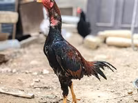 Bantam japonez — foto 1