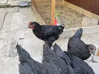Chickens — photo 2