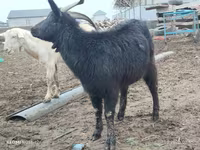 بز ماده, Saanen goat — عکس 6