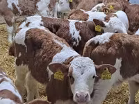 ІҚМ (топ, жынысы көрсетілмеген), Simmental cattle — 2-сурет