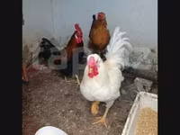 Chickens — عکس 1