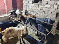 بز (گروه، جنسیت مشخص نشده), بز — عکس 5