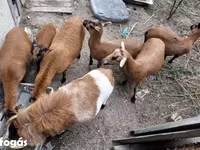 Widder, Cameroon sheep — Foto 2
