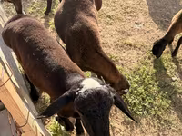 قوچ, Hissar sheep — عکس 4