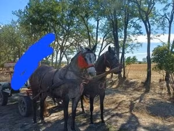 Klisna, Koně