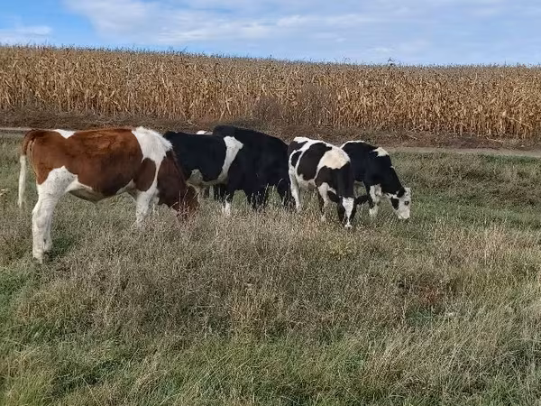 Бик, Russian Black pied cattle