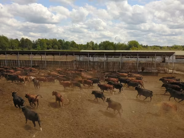Bull, Cattle — Russia