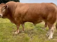 Toro, Vaca Limousin — foto 6