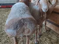 Widder, Arashan sheep — Foto 3