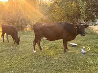 Mucca, Bovini — foto 6