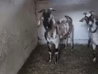 Jarac, Nubian Goat — fotografija 1