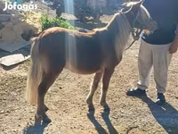 اسب نر, Shetland Pony — عکس 2