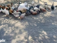 Guinea fowl — foto 2