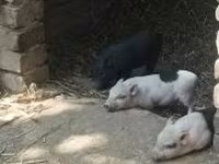 Porci (lot, sex nespecificat), Вьетнамская вислобрюхая — foto 2