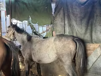 Faras dhaddig, Horses — sawirka 1