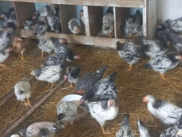 Chickens — Azerbaijan