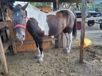 ሴት ፈረስ, Horses — ፎቶ 5