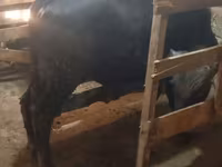 گاو نر, گاو — عکس 8