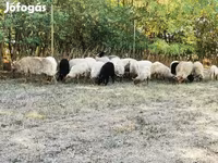 Schaf, Racka sheep — Foto 1