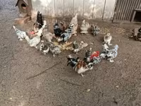 Ιαπωνικό Bantam — φωτογραφία 5