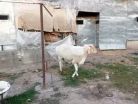 قوچ, Rhon sheep — عکس 2