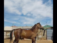 Cal, Kazakh horse — foto 2