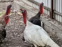Turkeys — photo 1
