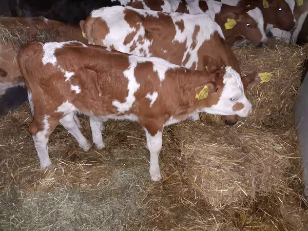 Lembu jantan, Simmental cattle