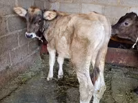 گاو نر, نژاد آلتائو — عکس 1
