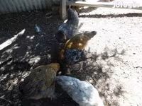 Chickens — عکس 5