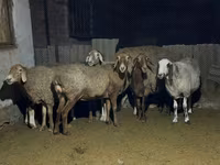 Ovce, Arashan sheep — foto 6