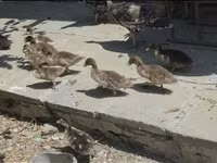 Ducks — fotografija 5