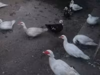 Ducks — รูปภาพ 4