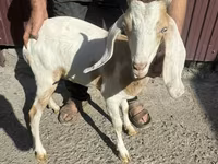 Ged, Nubian Goat — foto 1