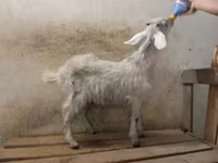 بز نر, Nubian Goat — عکس 2