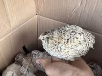Жапон — 1-сурет
