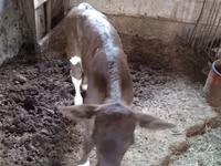 गाय, Simmental cattle — फ़ोटो 5