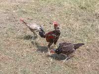 Chickens — foto 1