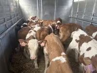 황소, Simmental cattle — 사진 4