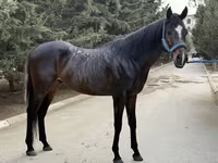 Cheval, Thoroughbred horse — photo 5