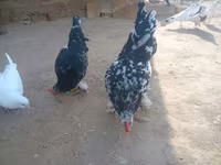 재퍼니즈 밴텀 — 사진 6