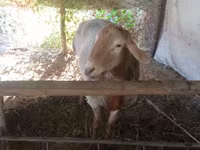Widder, Arashan sheep — Foto 4