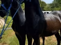 Ձի, Friesian — լուսանկար 5