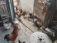 Chickens — 照片 5