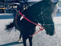 Hingst, Shetland Pony — foto 6