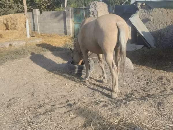 Klisna, Palomino
